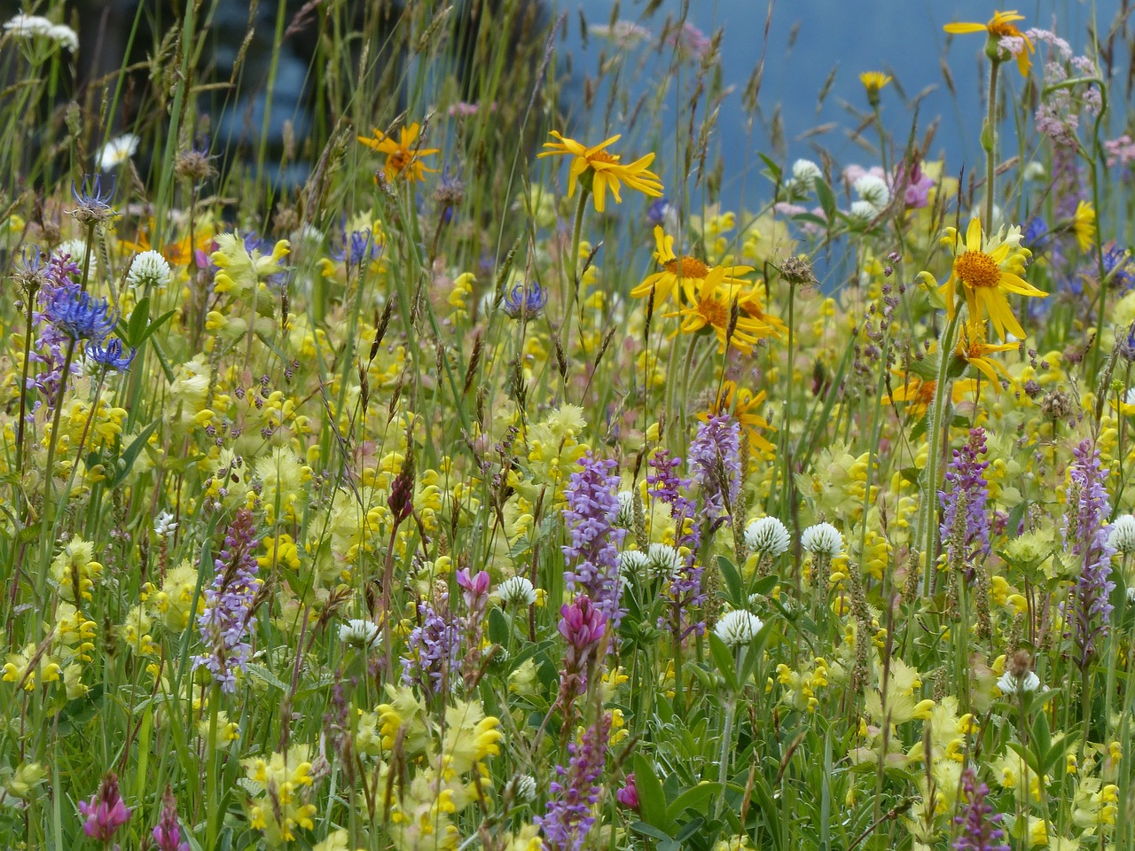 How to Create a Wildflower Meadow in a Small Yard